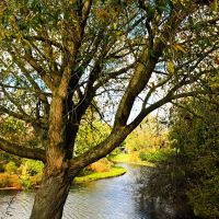 tree & river, Венло