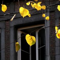 Autumn in the city (Maastricht), Маастрихт