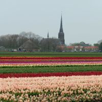 tulips field, Westbeemster, Netherlands, Алькмаар