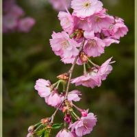 Japanese Cherry #1 - Prunus serrulata (Japanse sierkers) Burgemeester Moonsstraat, Ganzewinkel, Helmond, Хелмонд