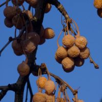 Ginkgo biloba (Seeds), Зейст