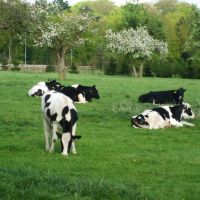 Hollandse koeien , Dutch cows, Зейст
