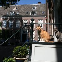 Cat couple; Broederplein in Zeist., Зейст