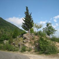 Rigertail spruce (Ель), Гагра