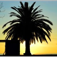The palm tree silhouette. Autumnal evening in the Gagra., Гагра