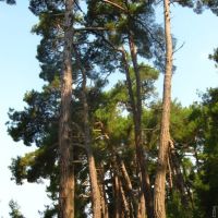 Роща Пицундской сосны | Pinus pityusa grove, Пицунда