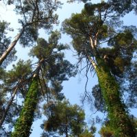 Роща пицундской сосны | Pinus pityusa grove, Пицунда