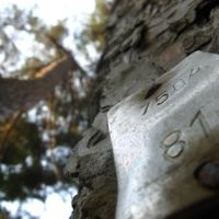 Маркированная Пицундская сосна - Marked Pinus pityusa tree, Пицунда