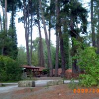 Picunda in a pinewood (october). /Пицунда в сосонвом лесу (октябрь), Пицунда