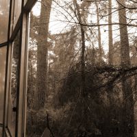 Реликтовый лес за окном, Пицунда