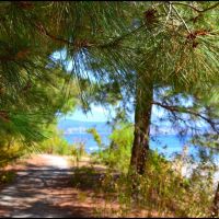 A view through the needle pine on the Pitsunda beaches., Пицунда