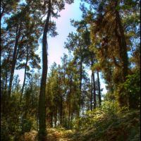 Forest under the sun., Пицунда