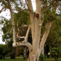 Eucalyptus / ευκάλυπτος / эвкалипт, Сухуми