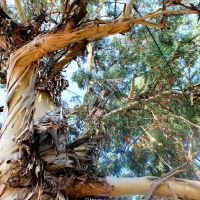 Старое-старое дерево, Сухуми