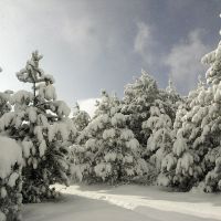 Udzo forest in winter, Коджори
