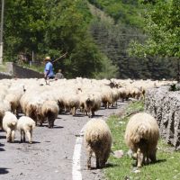 Flock of sheep, Пасанаури