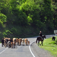 Livestock Crossing Georgian Military Highway, Пасанаури