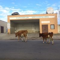 Car with German registration number GNM 835 on the roof  and the cows on the street, Самтредиа