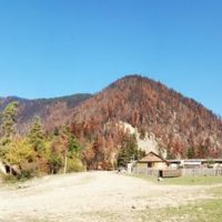 Borjomi  Forest, Burned By Russians., Цагери