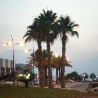Palm near Sea, Ашкелон
