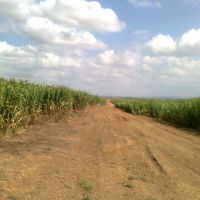 Corn Fields, Кирьят-Малахи