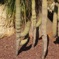 Cactus garden, HaYarkon park, Бнэй-Брак