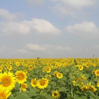 Sunflower field, Hafetz Haim, Гэдера