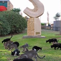 15 cats & one crow, Натания