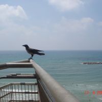 Israel.Bird and Mediterrnean Sea in Natanya, Натания
