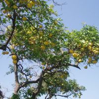 Raanana grapefruit tree, Раанана