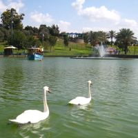 Swans in Raanana Park, Раанана
