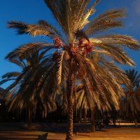 Вечерняя пальма, Рамла