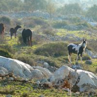 Free Horses, a ravine between Salfit and Ariel (1), Ариэль