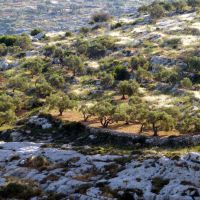 Olive trees between Marda and Ariel, Samaria, Ариэль