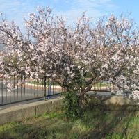 Blossoming tree, Кармиэль