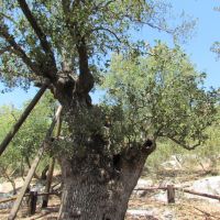 an Huge Allon (Oak) tree near Kibbutz, Кирьят-Тивон