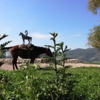 ALEXANDER ZEED TWO HORSES  אלכסנדר זייד על שני סוסים, Кирьят-Тивон