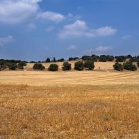 Golden fields, Oaks trees, summer, Кирьят-Тивон