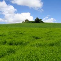 Green wheat fields, Perfection, Кирьят-Тивон