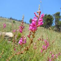 Israel. Ramot Naftali (Naphtali Ridge). Protected plant in Israel Great Snapdragon (Antirrhinum majus), Кирьят-Шмона