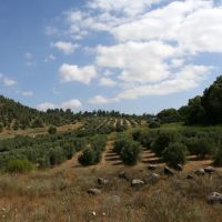 Tel-Hai, Olive trees, Кирьят-Шмона