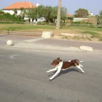 dog running at nahariya, Нагария