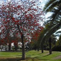 Red flowering, Нагария