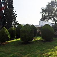 Nahariya garden trees, Нагария