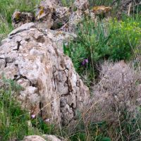 Outcrop of stones, flora, Gamla, Golan Heights, Кацрин