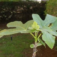 new born fig tree, Герцелия