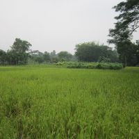 Nice Green Field. December, 2012. West Bengal, India., Байдьябати