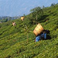 Darjeeling, teagardens, Даржилинг