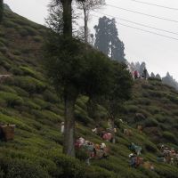 Happy tea valley in Darjeeling, Даржилинг