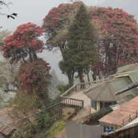 Darjeeling., Даржилинг